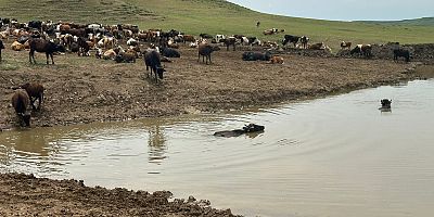 Diyarbakır Büyükşehir Belediyesi Hayvanların içme suyunun karşılandığı göletler onarılıyor