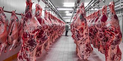 Kırmızı et üretiminin yüzde 70'ini sığır eti oluşturdu