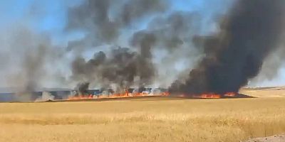 Diyarbakır'da yaklaşık 800 dönüm buğday ve arpa tarlası yandı