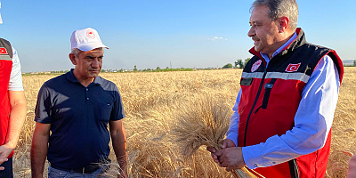 Türkiye'nin buğday üretiminde 3. sırada yer alan Urfa'da buğday hasadı yapıldı